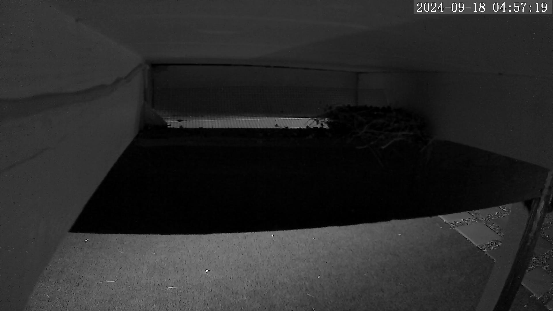 Nest Cam